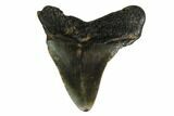 Bargain, Megalodon Tooth - North Carolina #152812-1